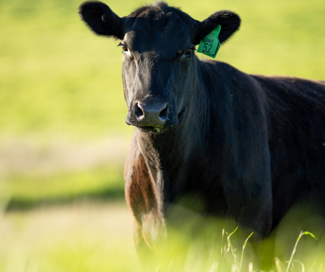 Black Angus Amerciain