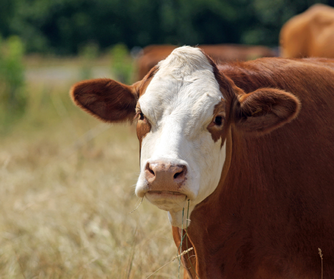 Boeuf Simmental